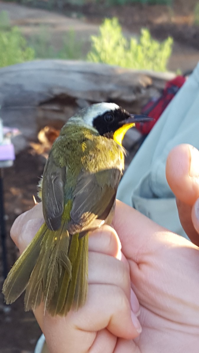 Yellow-breasted Chat - ML620262480