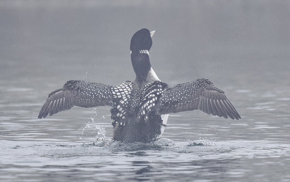 Yellow-billed Loon - ML620262482