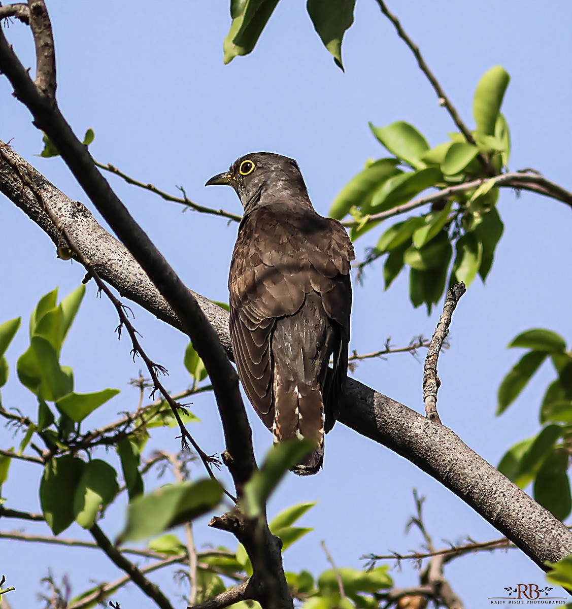 Coucou à ailes courtes - ML620262483