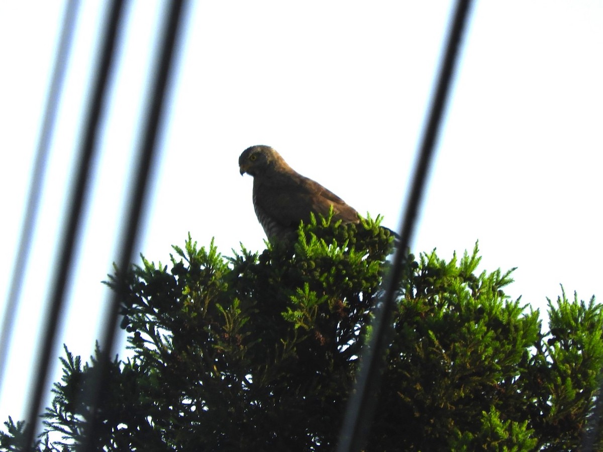 Gray-faced Buzzard - ML620262486