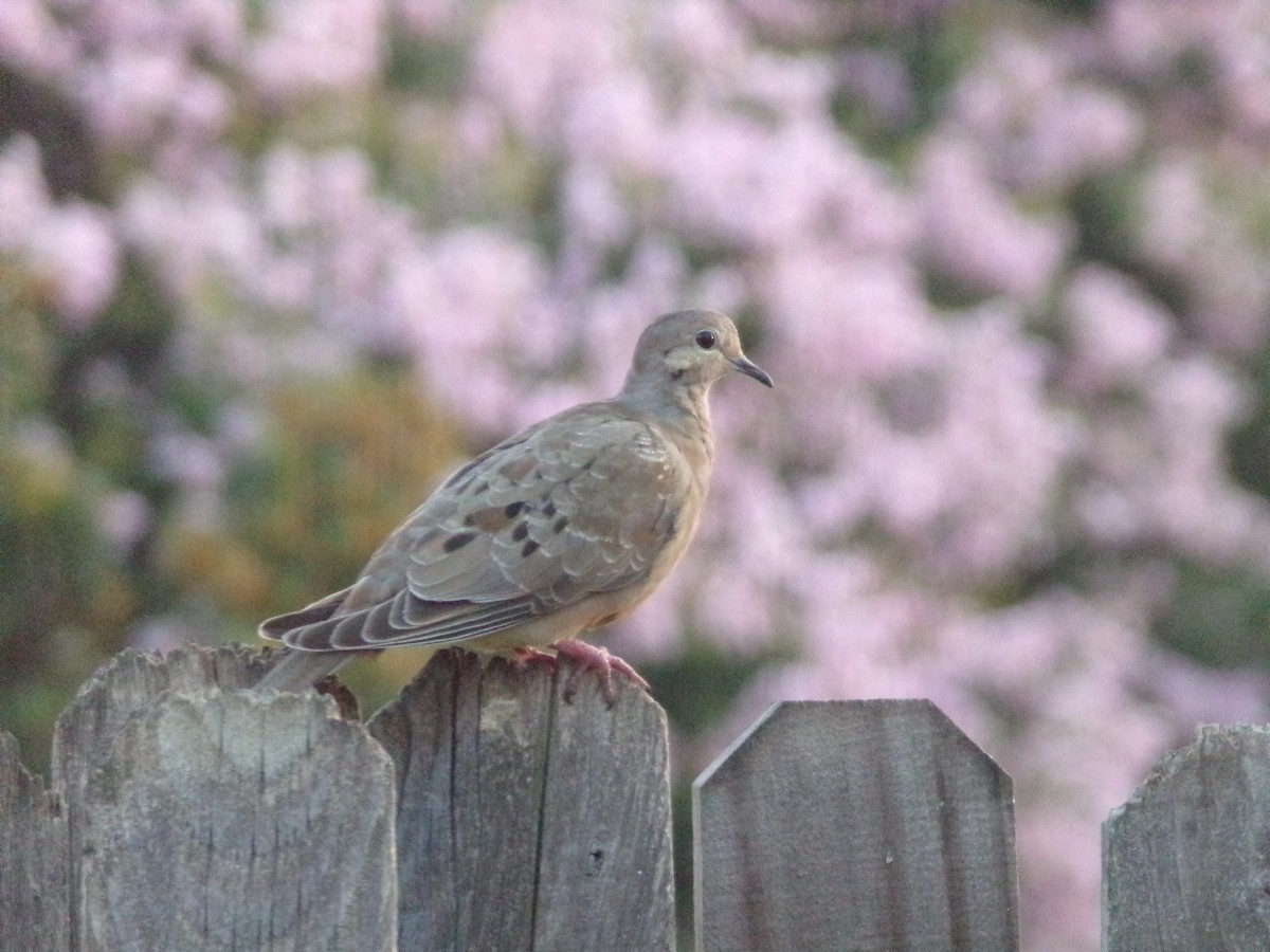 Mourning Dove - ML620262490