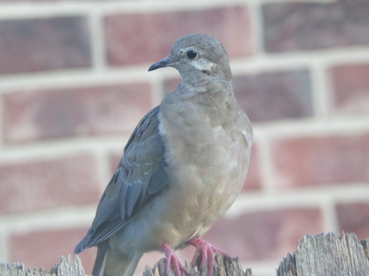 Mourning Dove - ML620262493