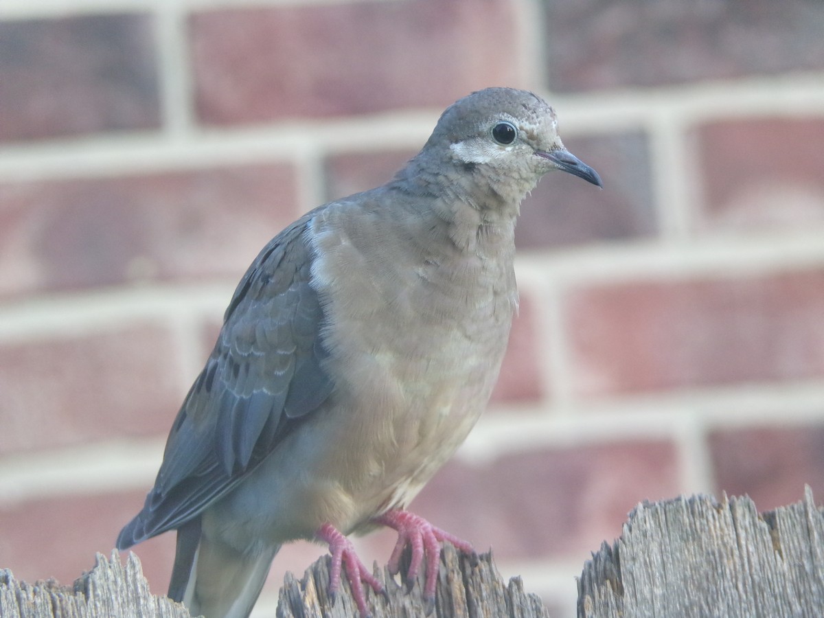 Mourning Dove - ML620262494