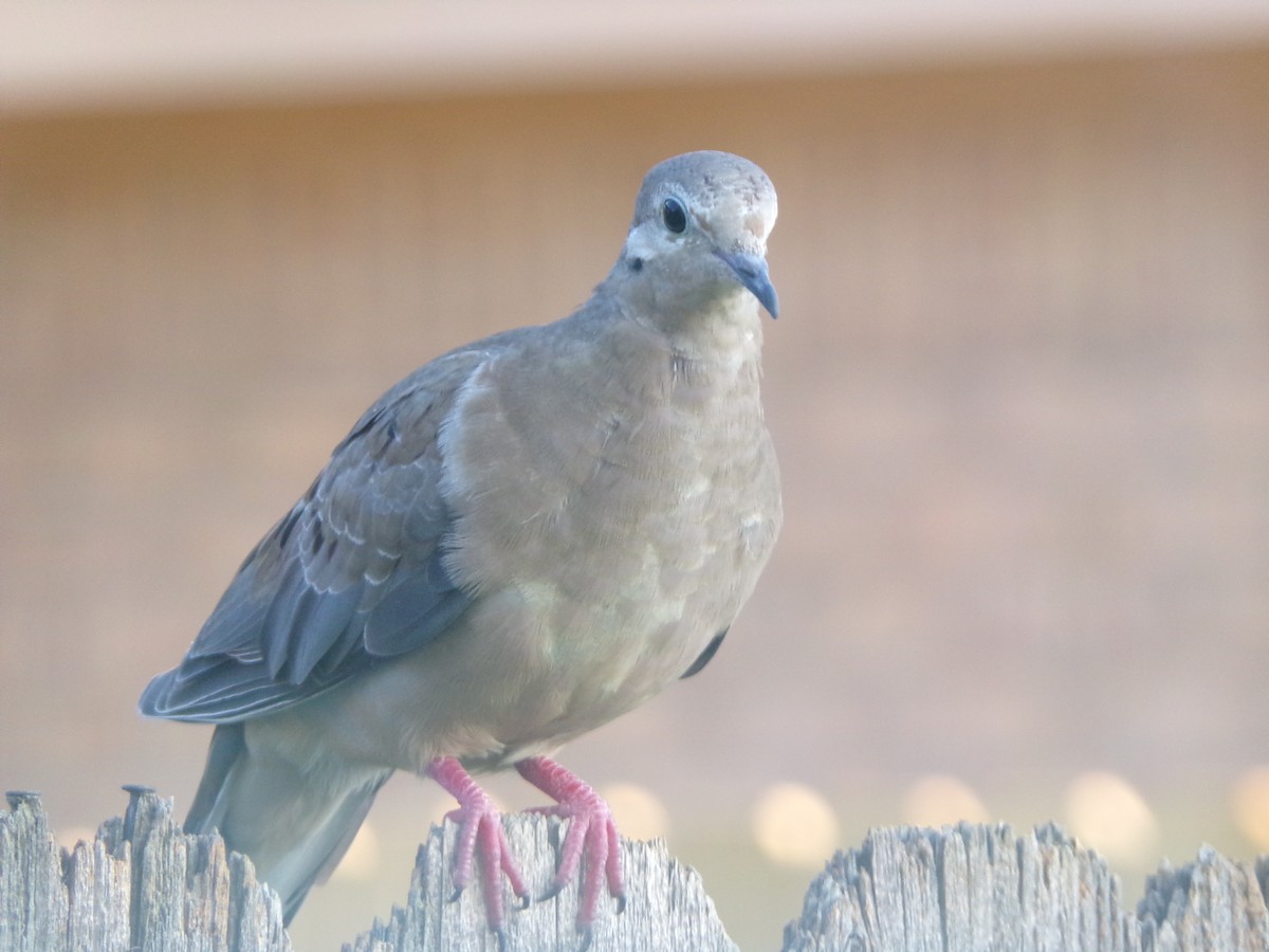 Mourning Dove - ML620262497