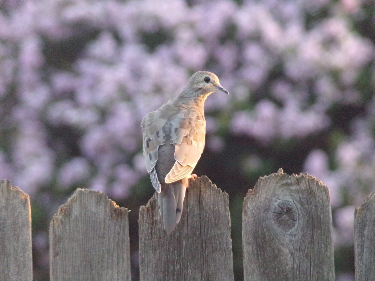 Mourning Dove - ML620262500