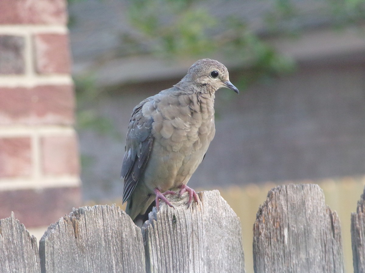 Mourning Dove - ML620262503