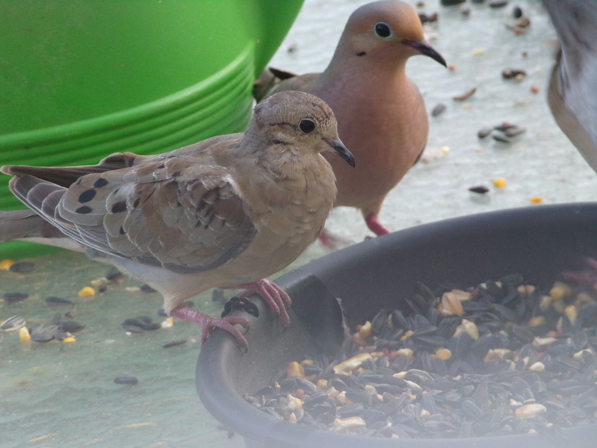 Mourning Dove - ML620262504