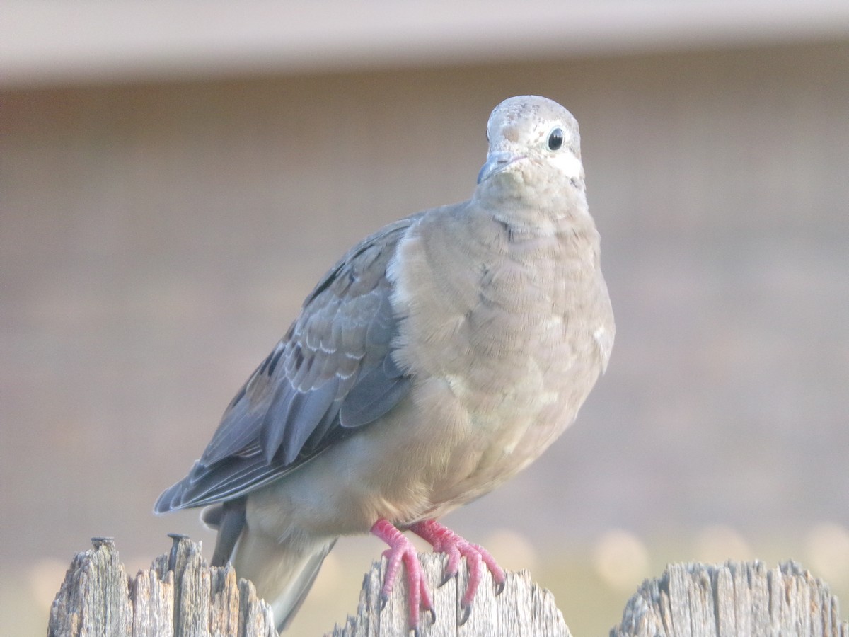 Mourning Dove - ML620262507