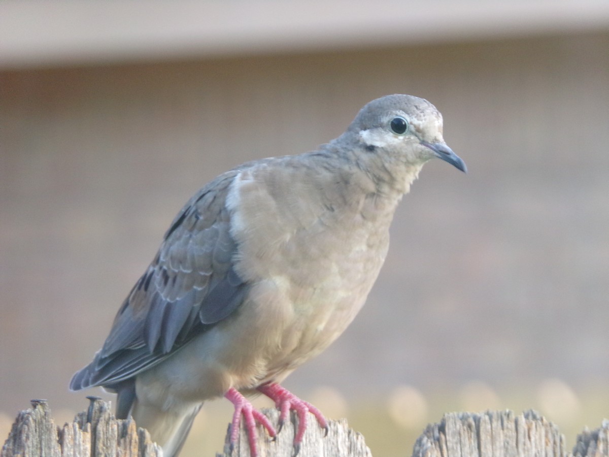 Mourning Dove - ML620262509