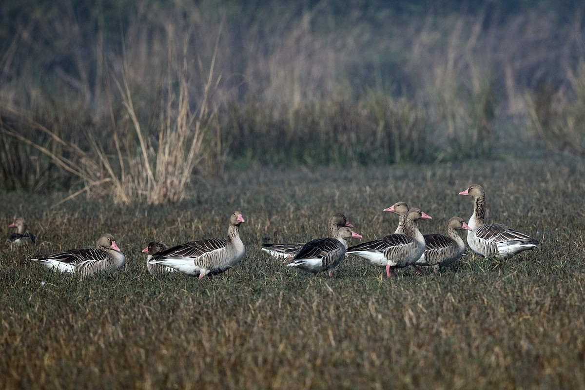 Graylag Goose - ML620262515