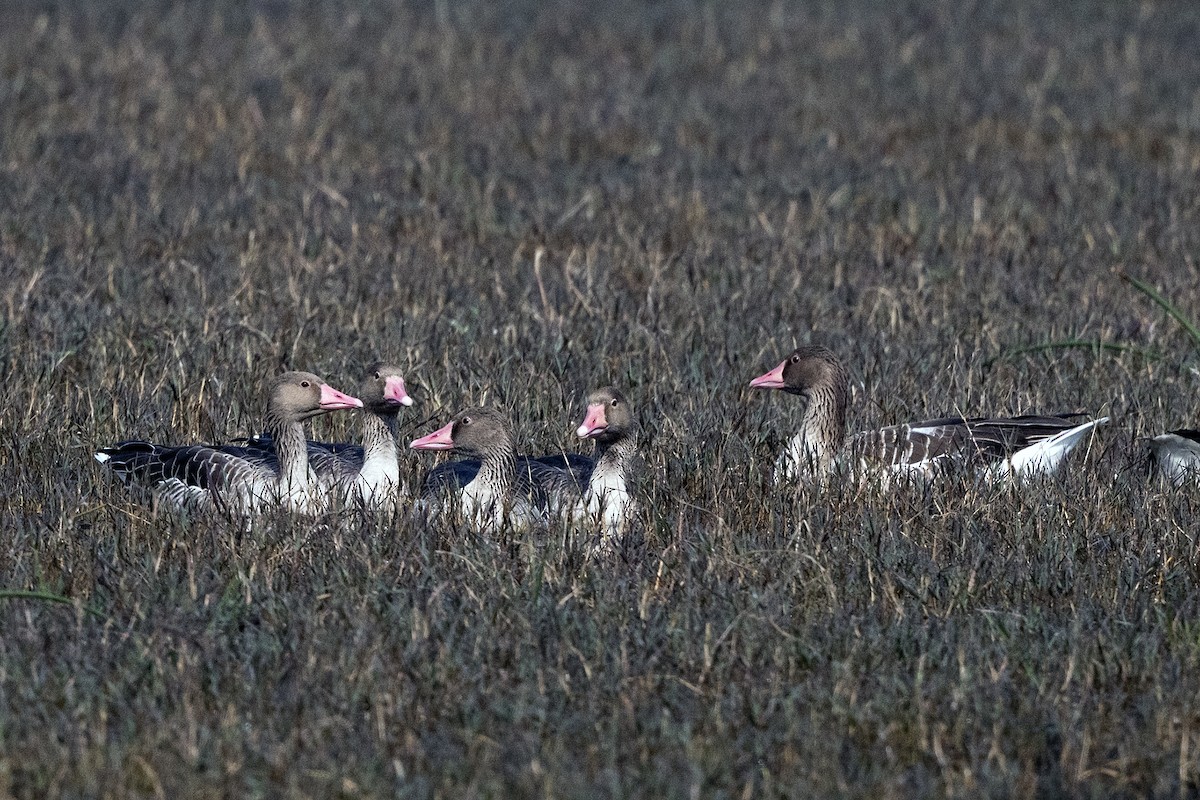 Graylag Goose - ML620262518