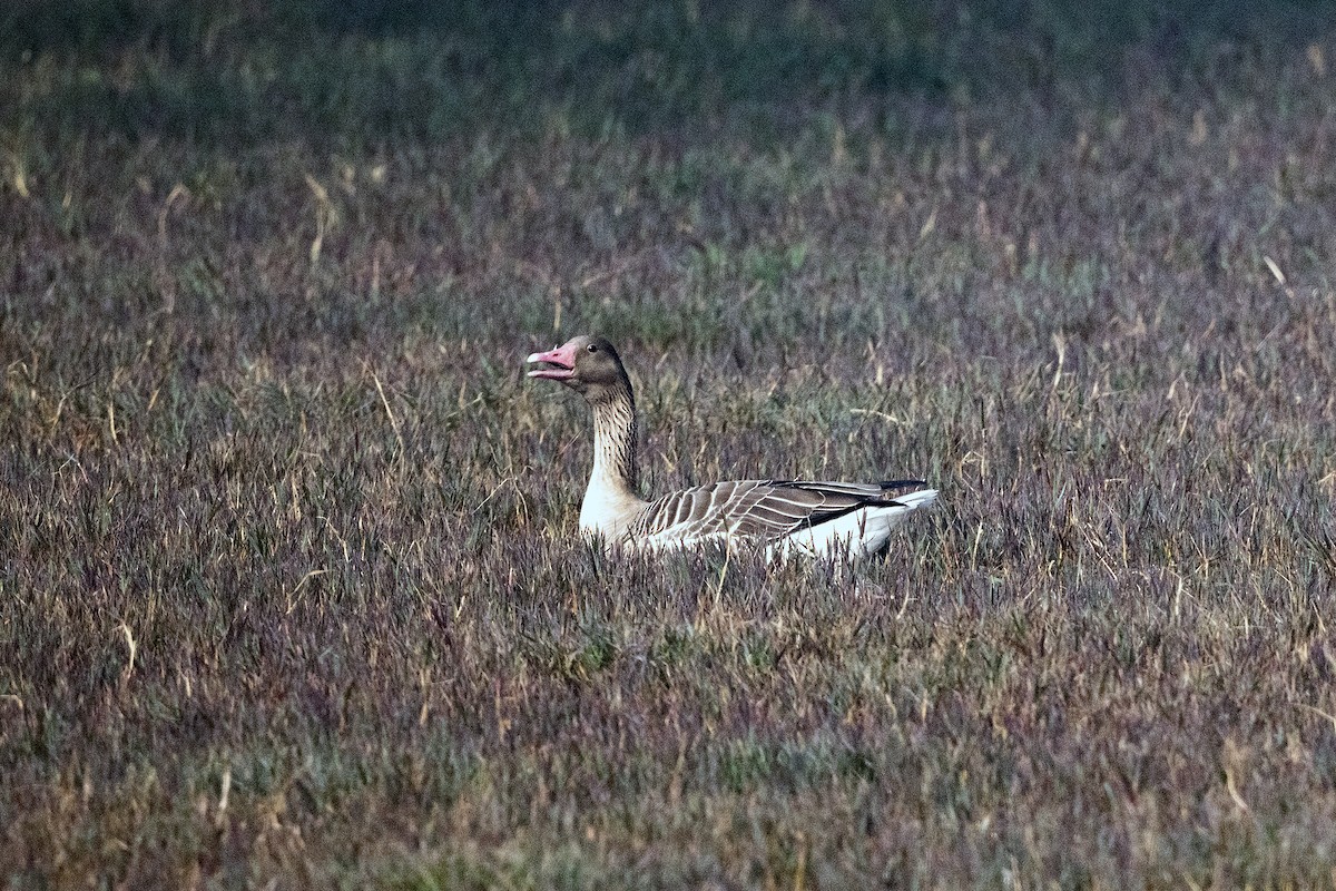 Graylag Goose - Wachara  Sanguansombat