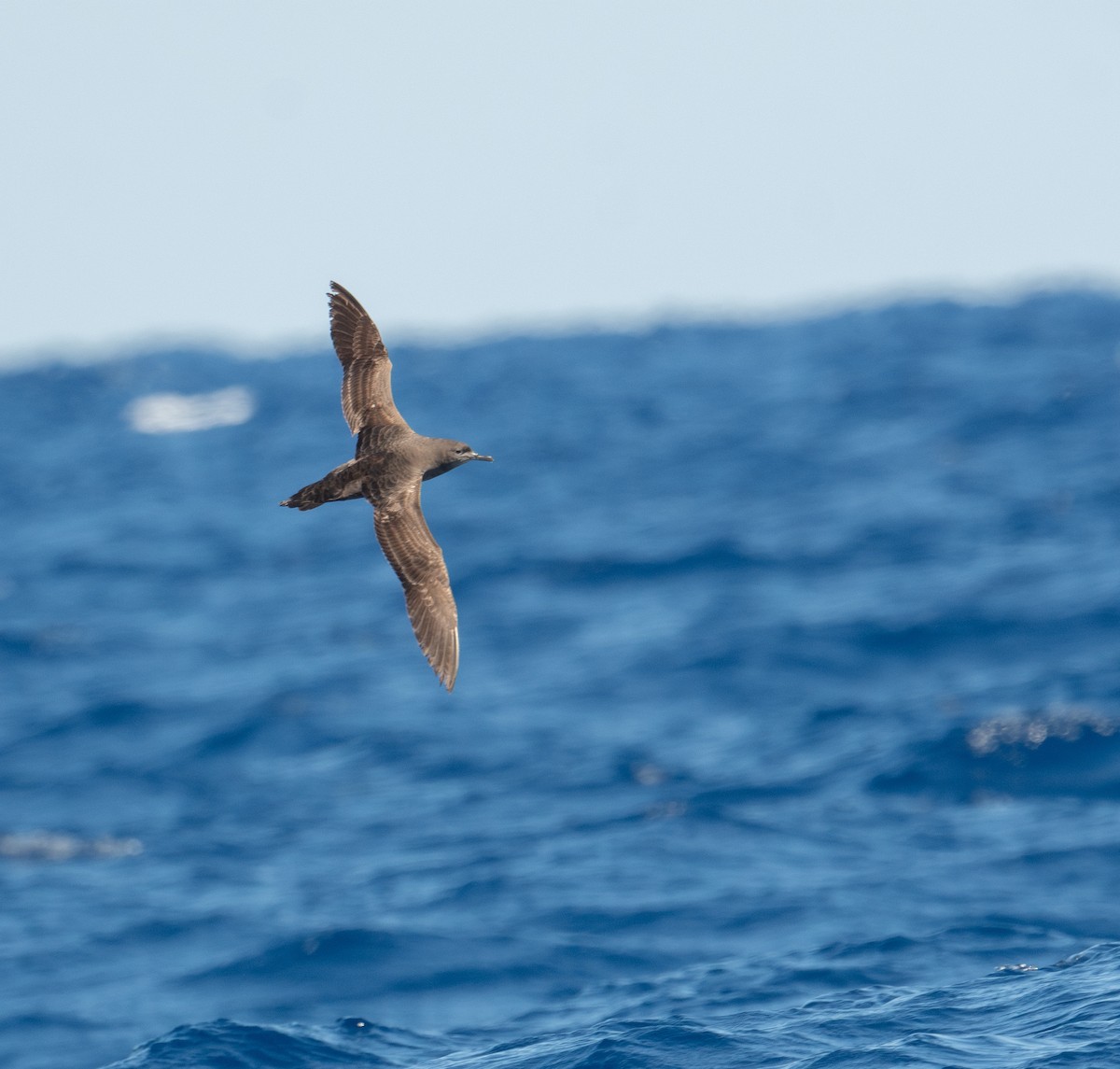 Sooty Shearwater - ML620262520