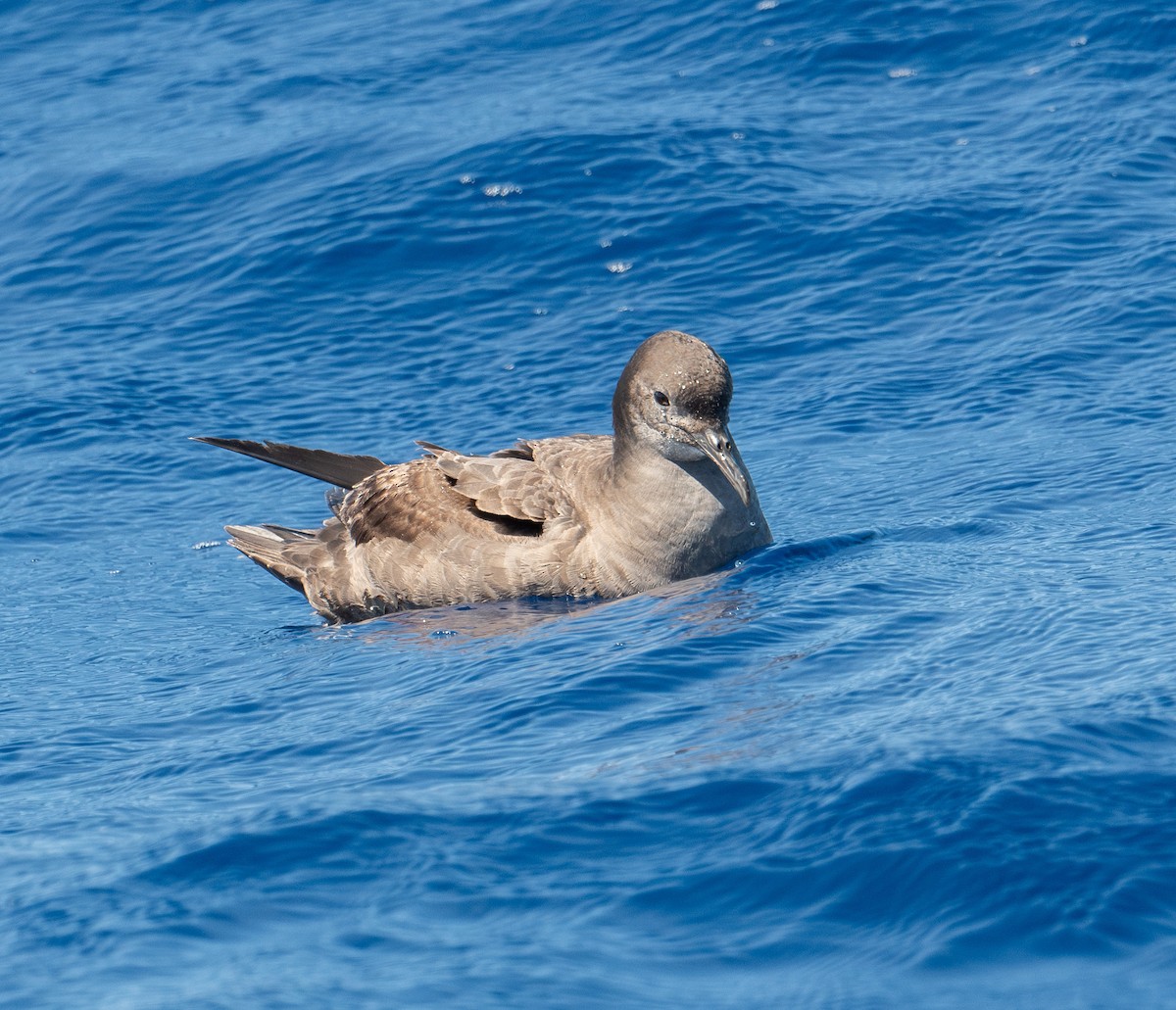 Sooty Shearwater - ML620262524