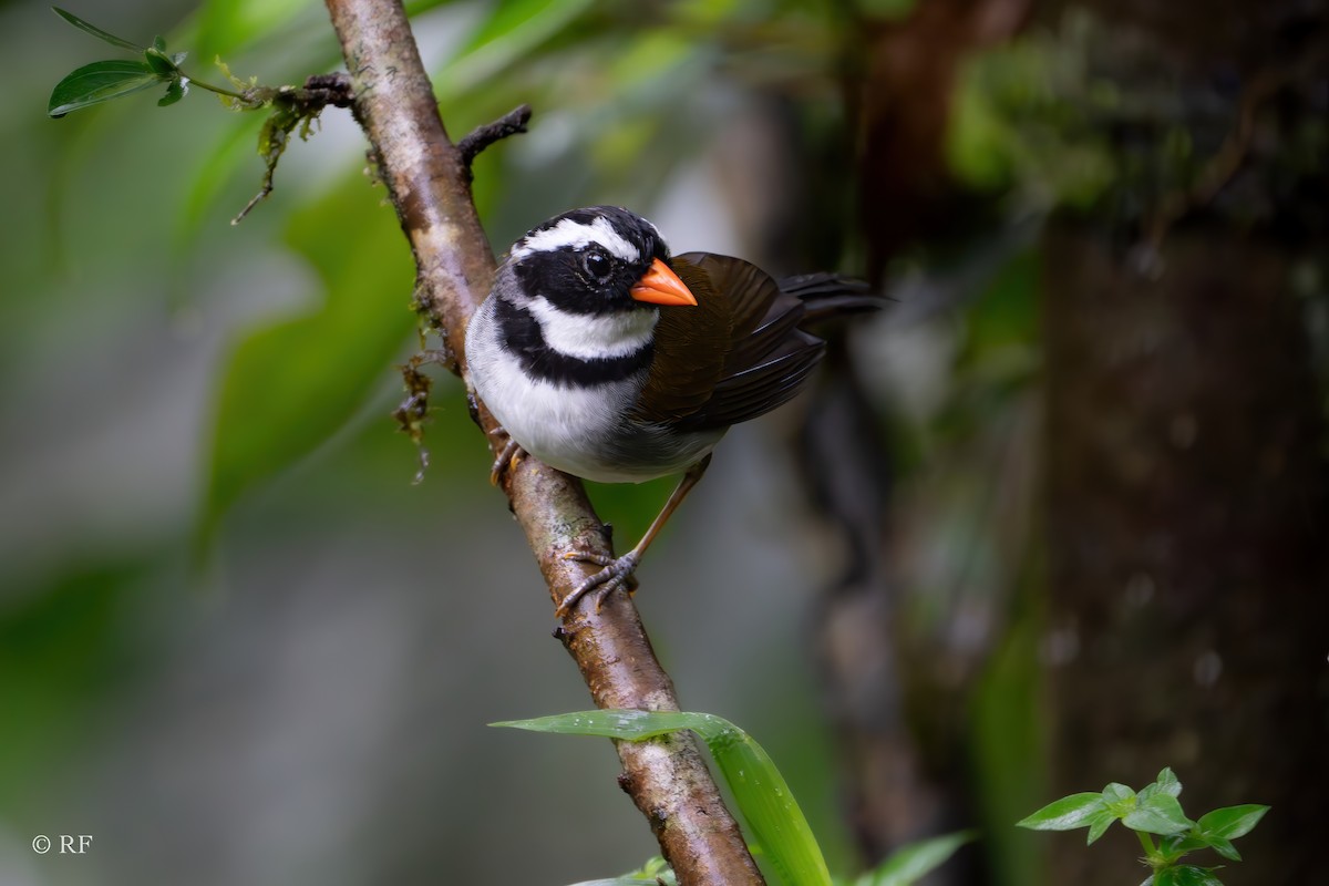 Orange-billed Sparrow (spectabilis) - Roxie Fu