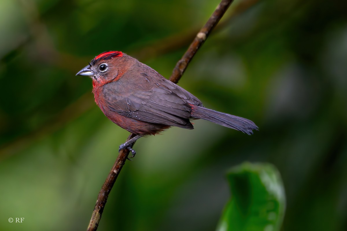 Red-crested Finch - ML620262531