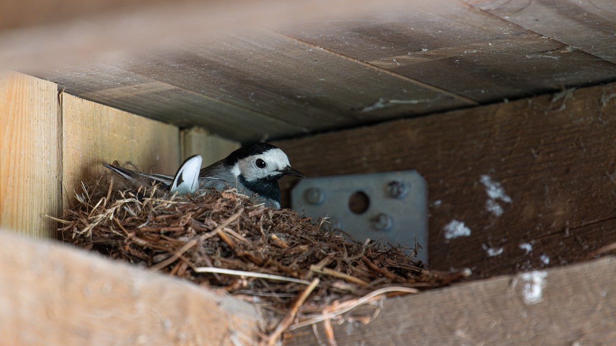 White Wagtail - ML620262532