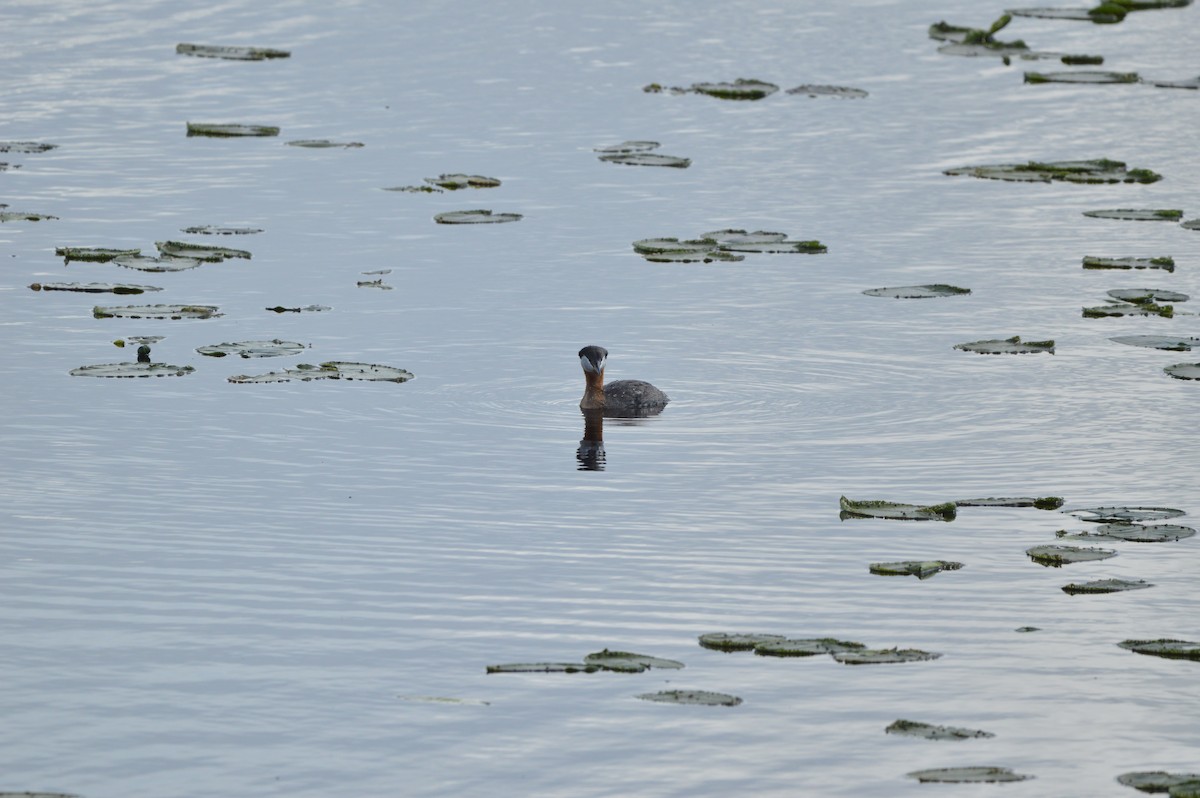 Red-necked Grebe - ML620262533