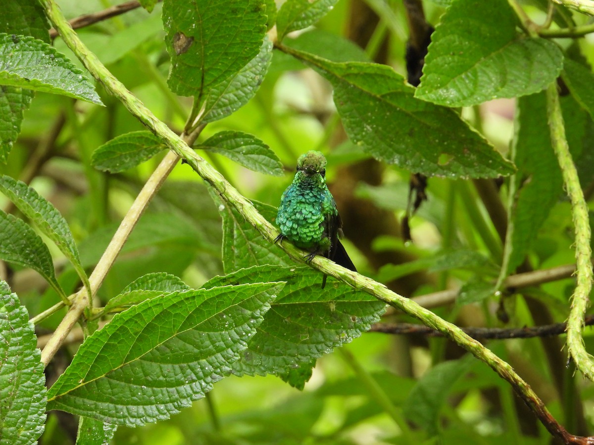 kolibřík modroocasý - ML620262538