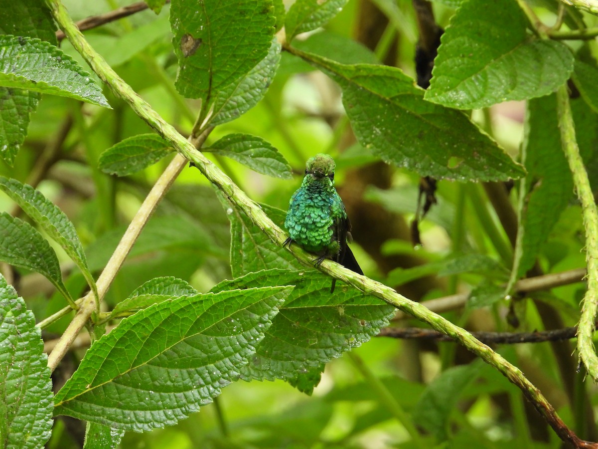 kolibřík modroocasý - ML620262539