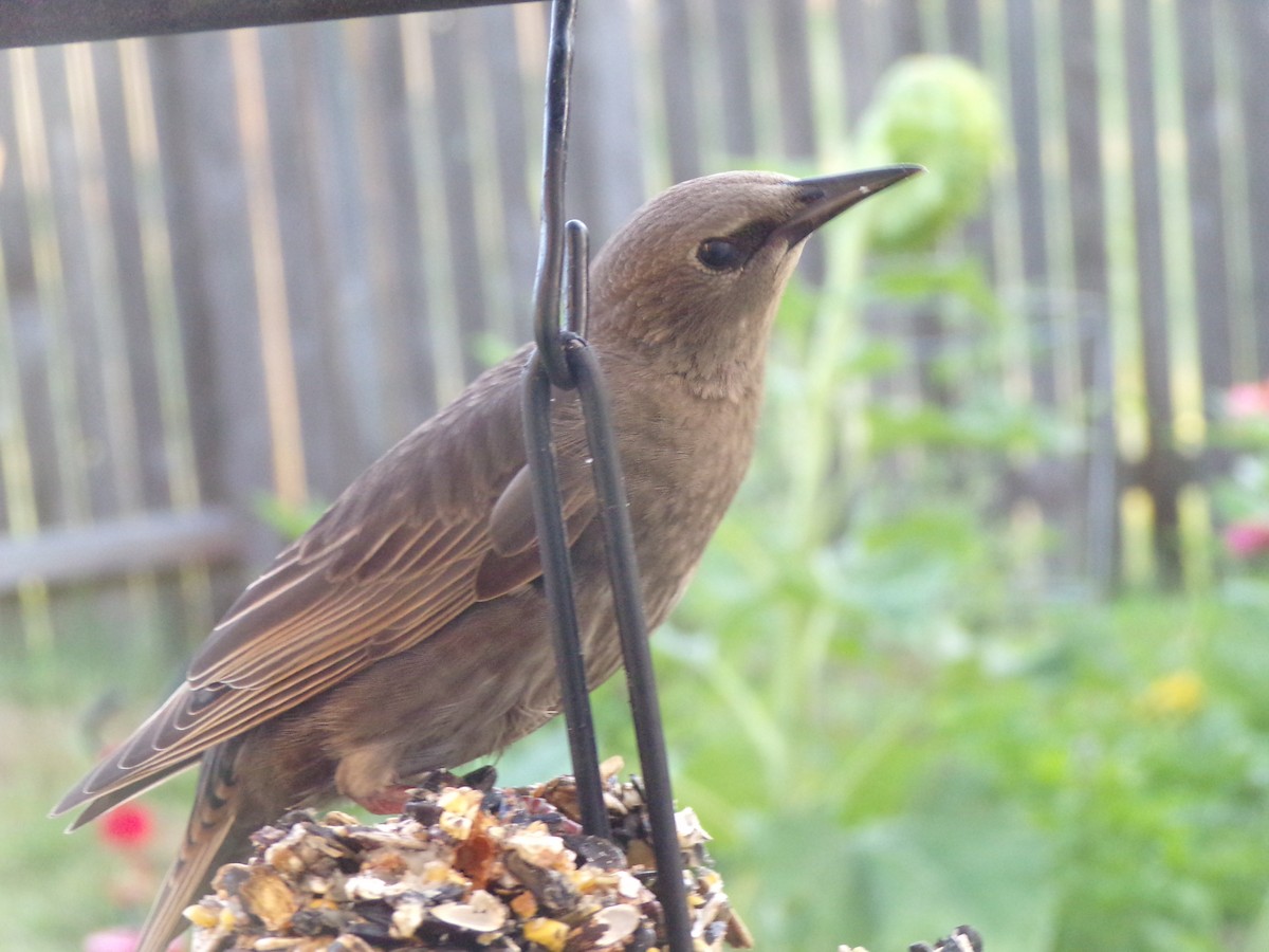 European Starling - ML620262545