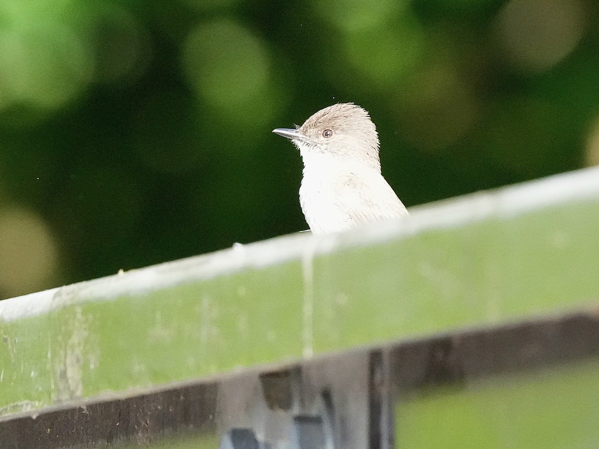 Eastern Phoebe - ML620262546