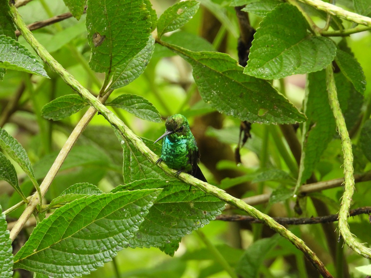 Blue-tailed Emerald - ML620262548