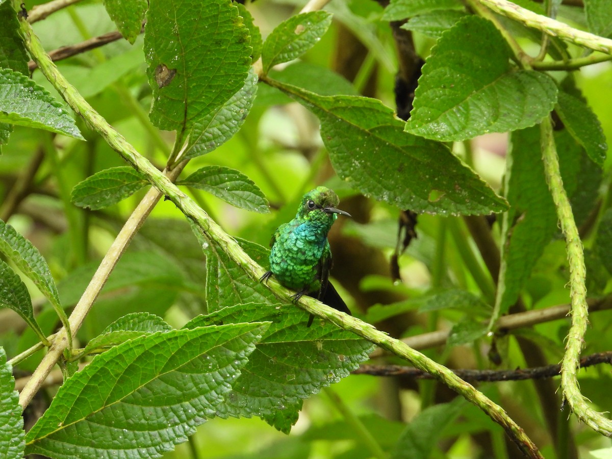 kolibřík modroocasý - ML620262549