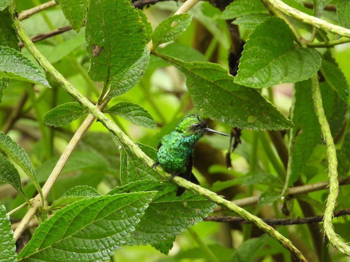 Blue-tailed Emerald - ML620262550