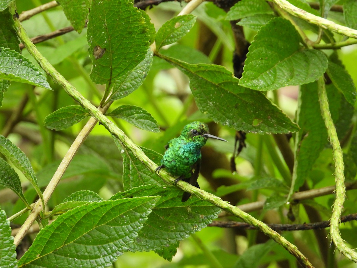 kolibřík modroocasý - ML620262551