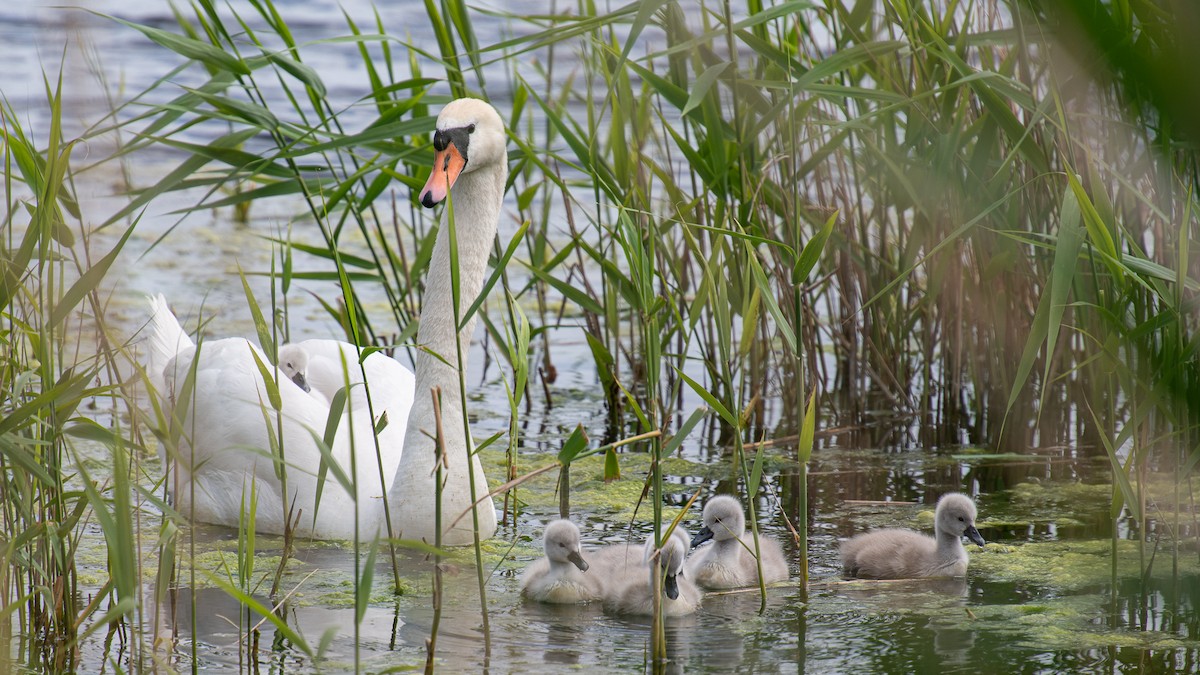 Mute Swan - ML620262552