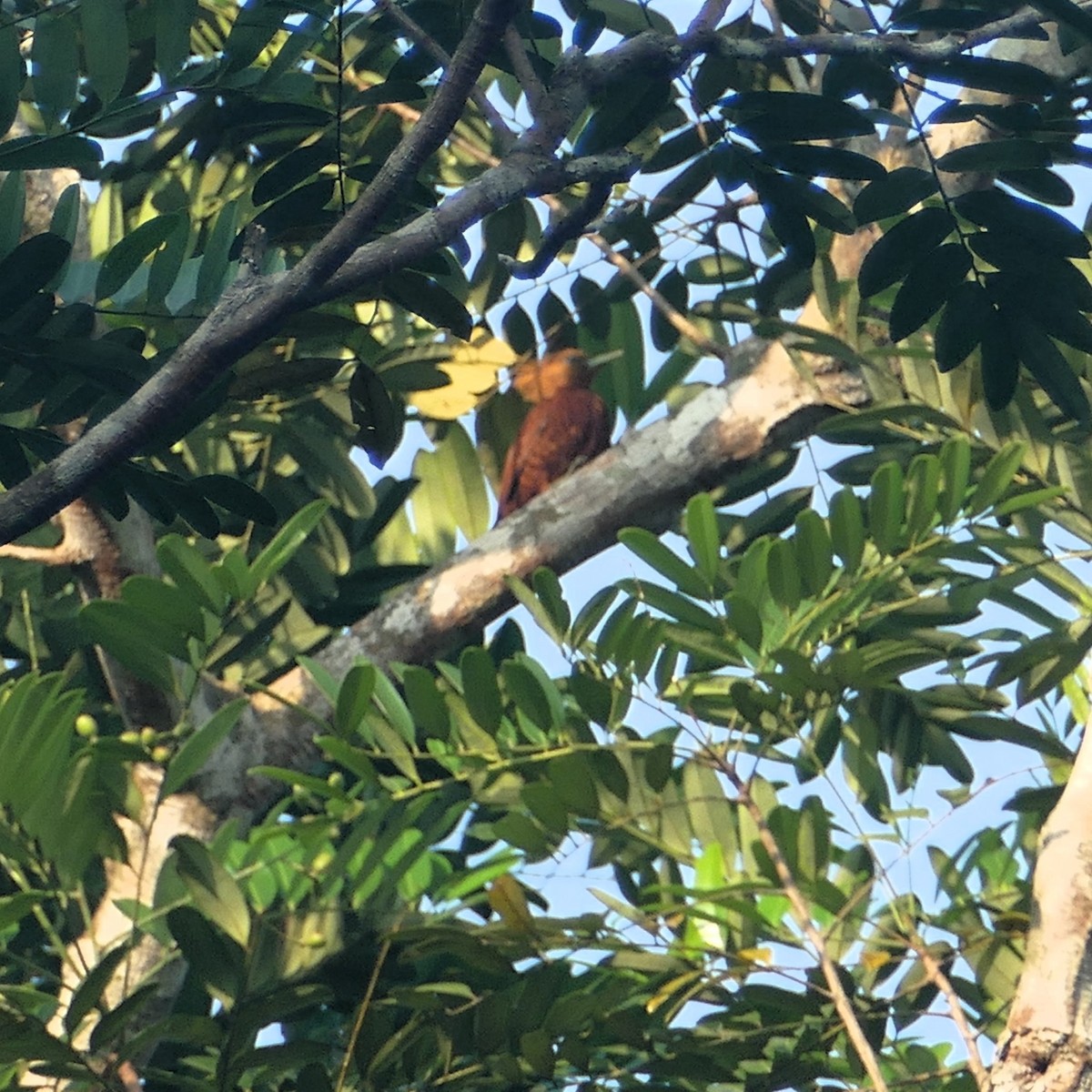 Chestnut-colored Woodpecker - ML620262553