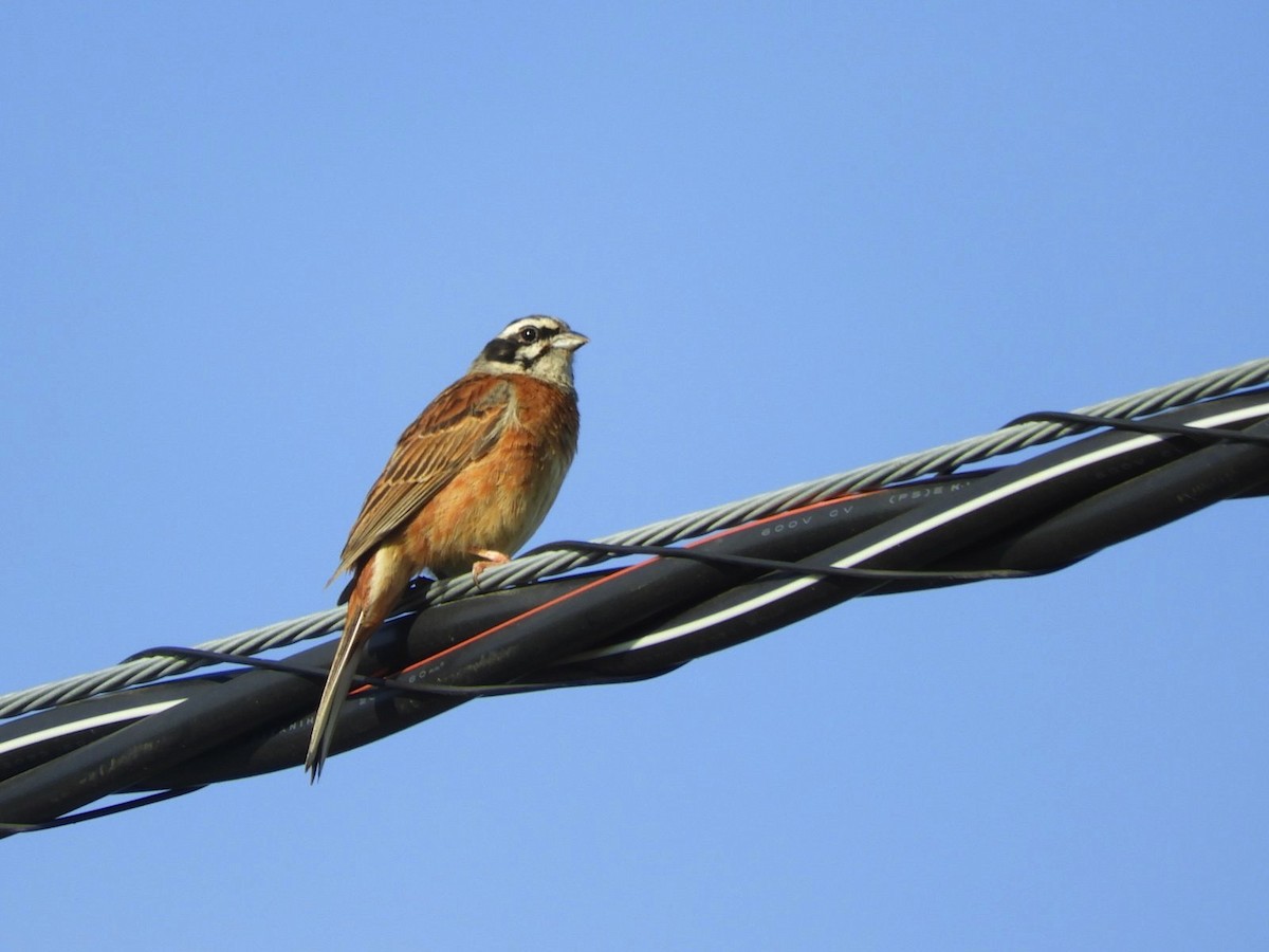 Meadow Bunting - ML620262554