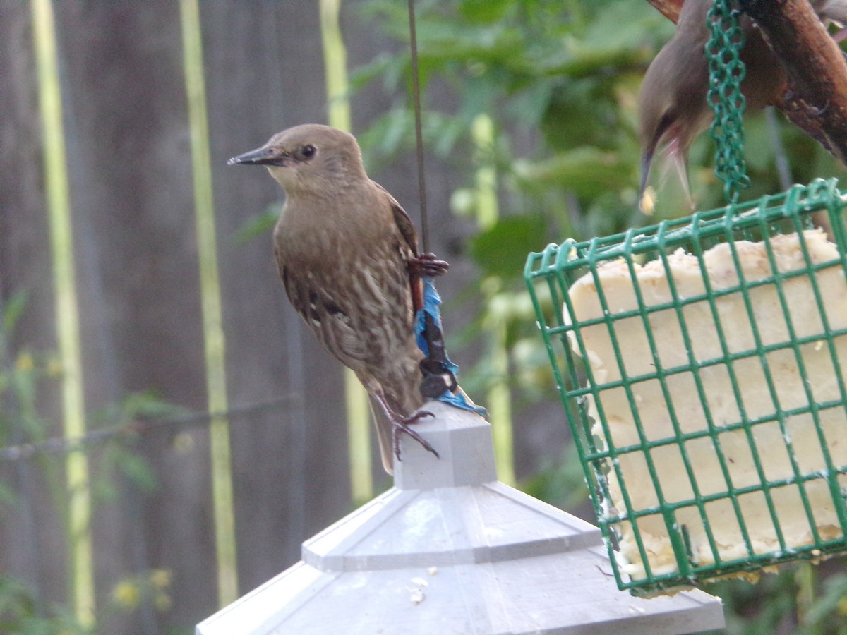 European Starling - ML620262555