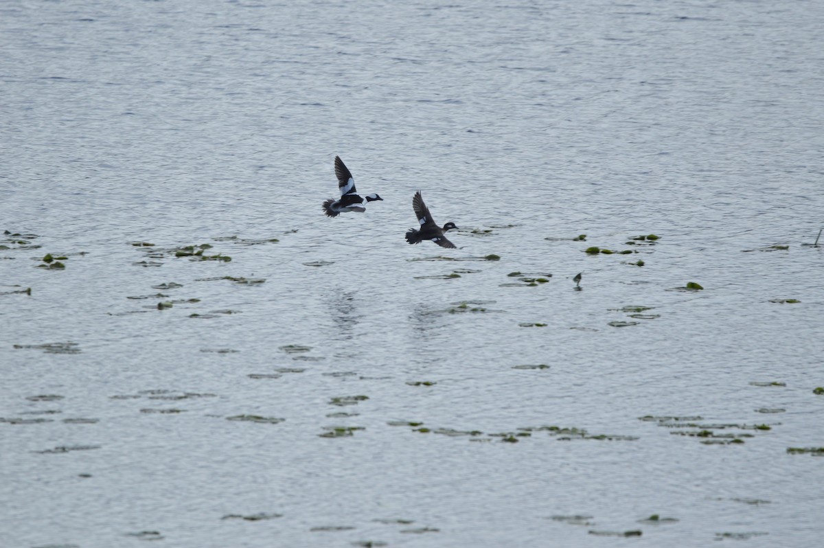 Bufflehead - ML620262556