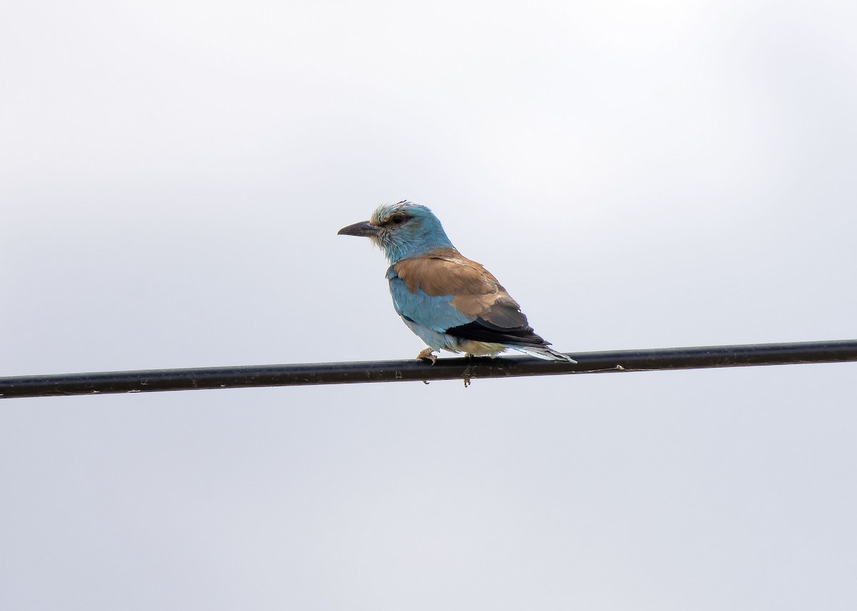 European Roller - ML620262560