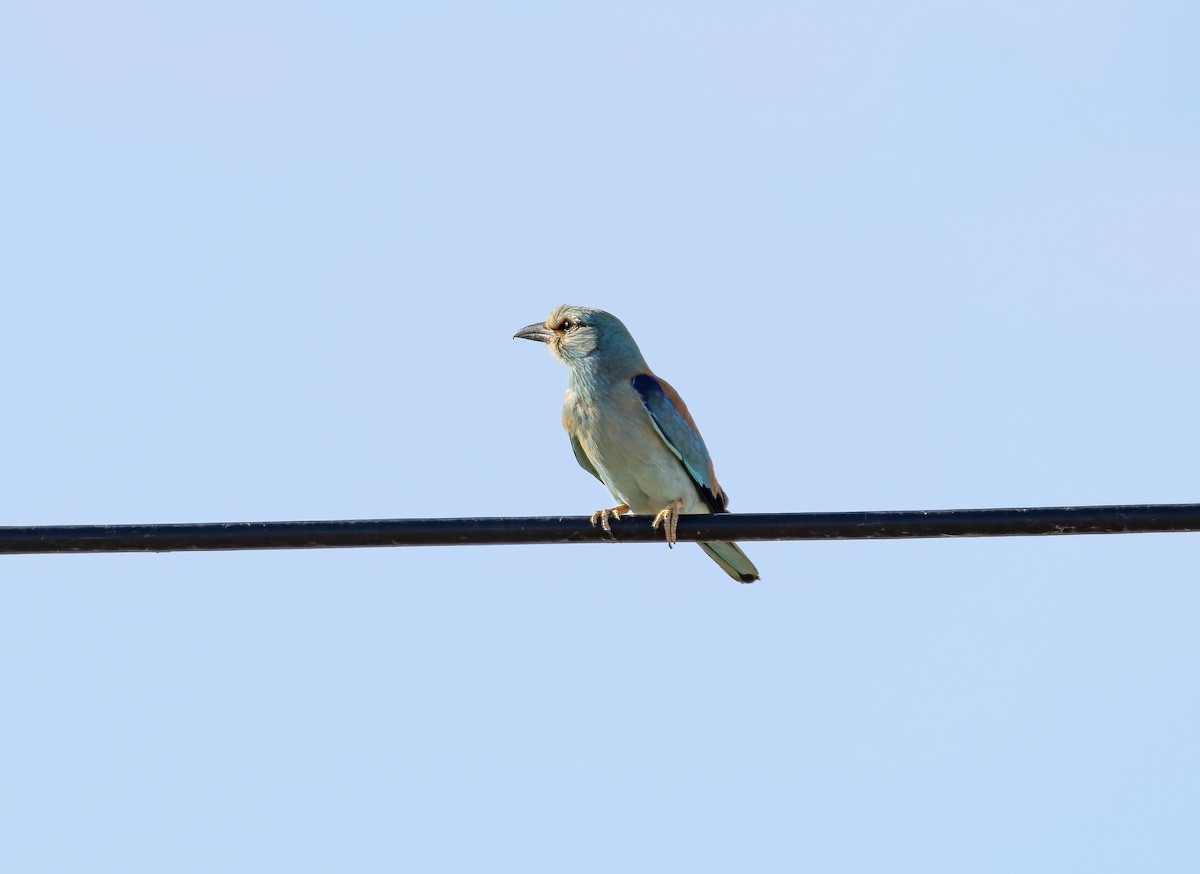 European Roller - ML620262562