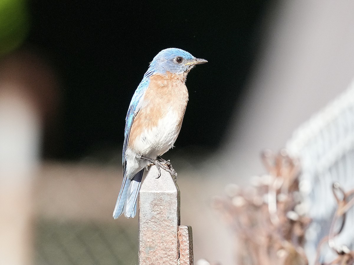 Eastern Bluebird - ML620262563