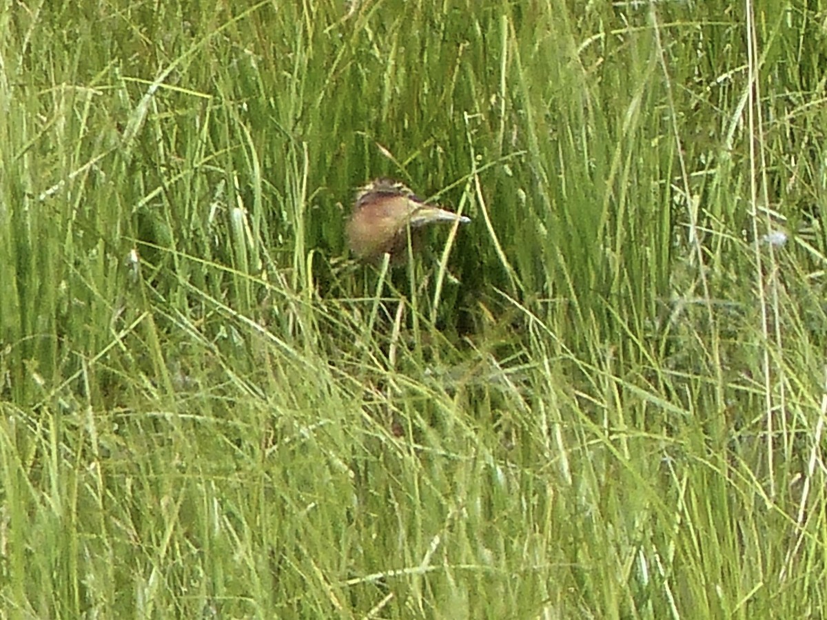 Little Bittern - ML620262567