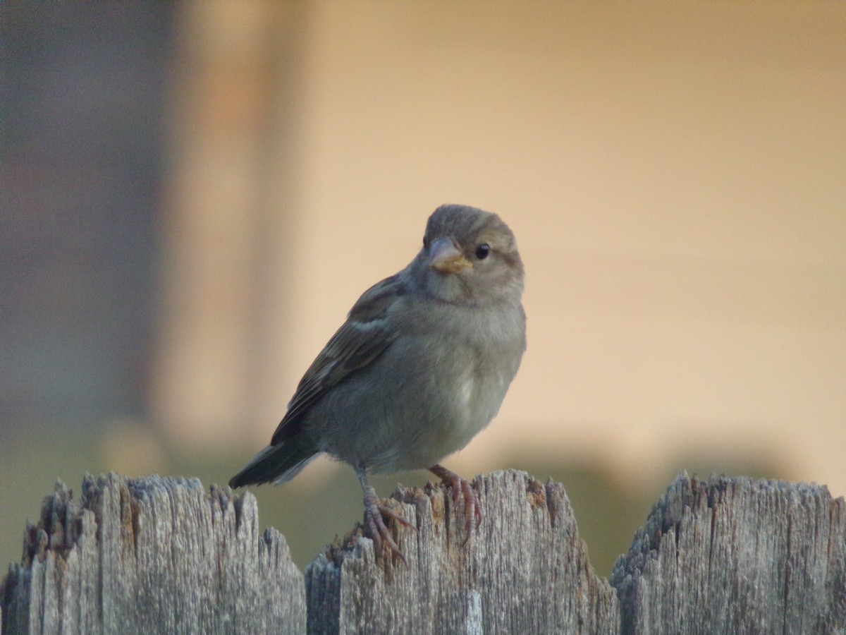 House Sparrow - ML620262574