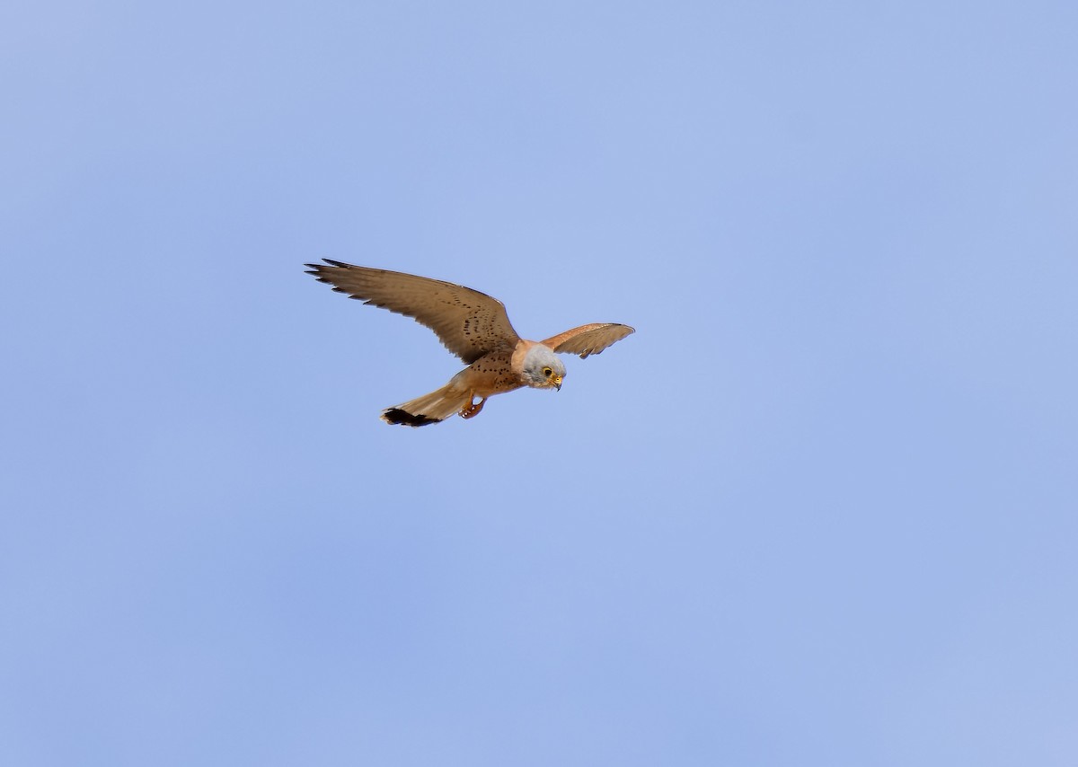 Lesser Kestrel - ML620262576