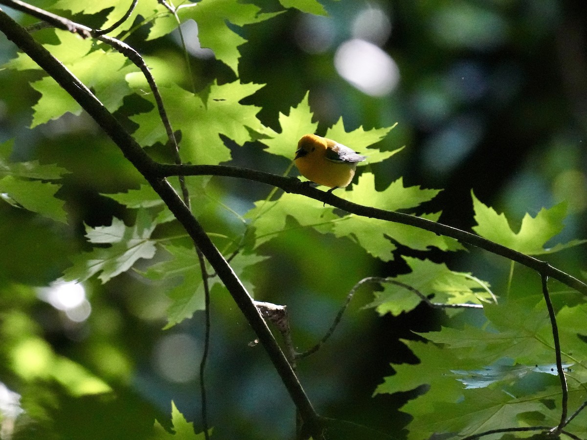 Prothonotary Warbler - ML620262582