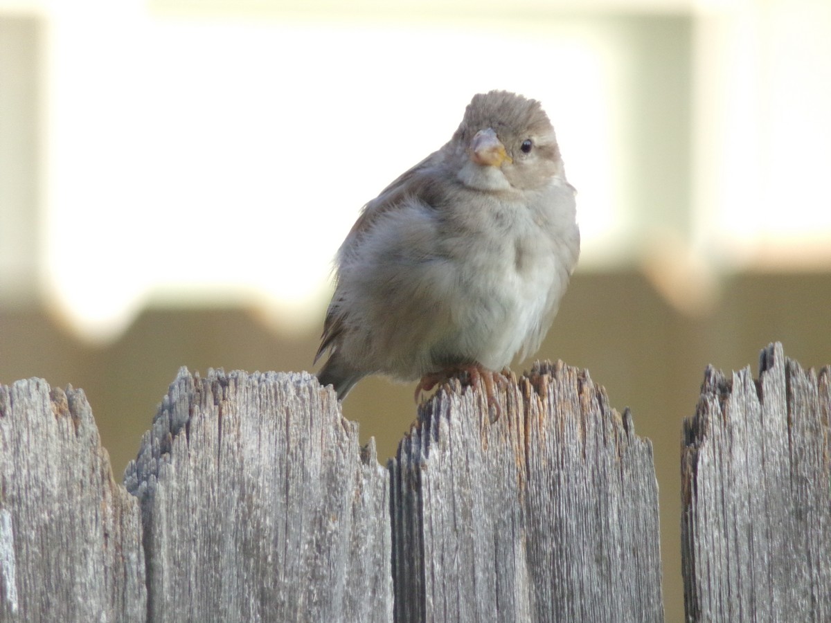 House Sparrow - ML620262584