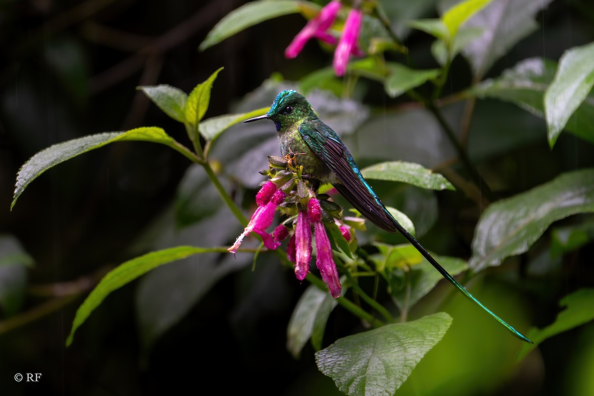 Long-tailed Sylph - ML620262588