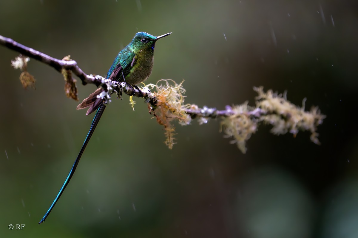 Long-tailed Sylph - ML620262591