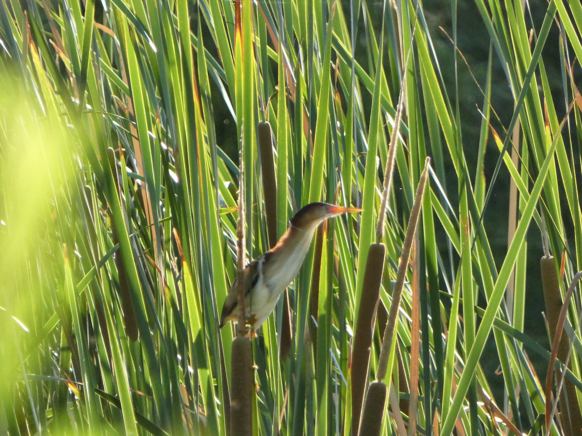 Least Bittern - ML620262592