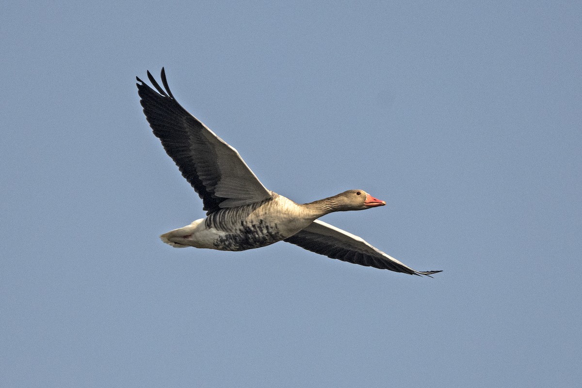 Graylag Goose - ML620262600