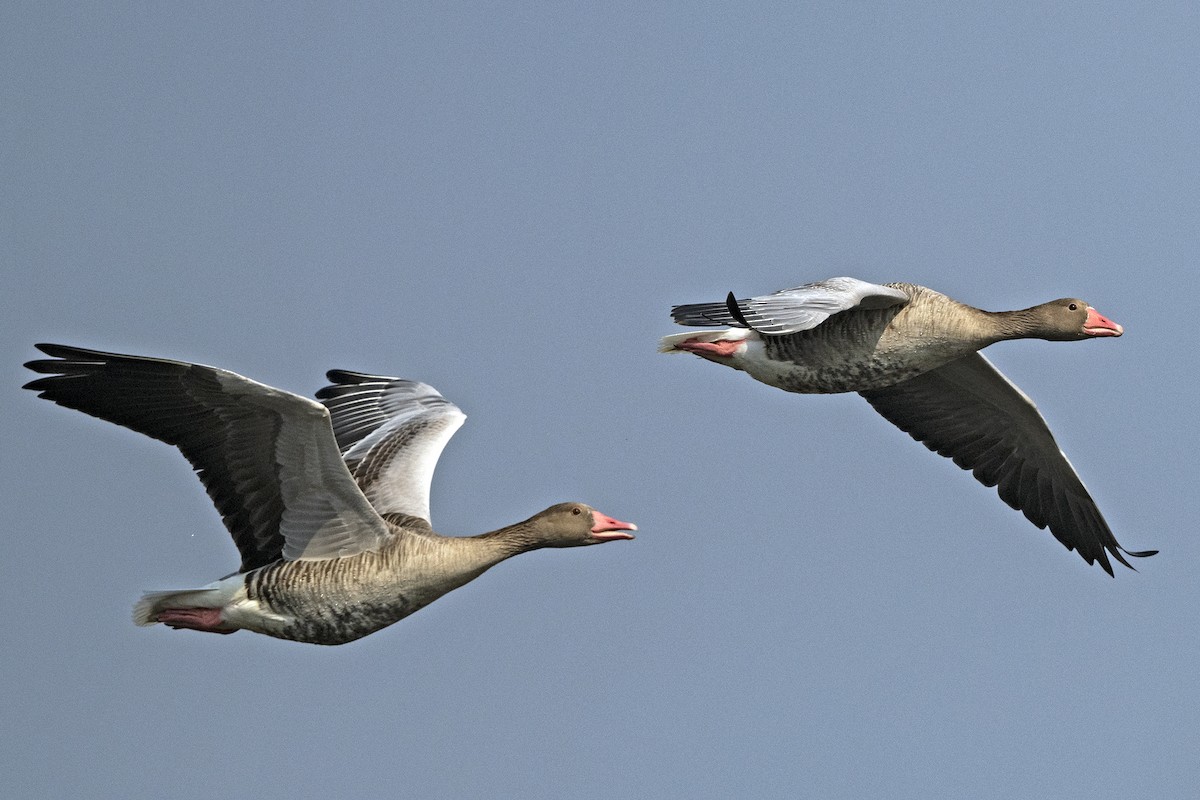 Graylag Goose - Wachara  Sanguansombat