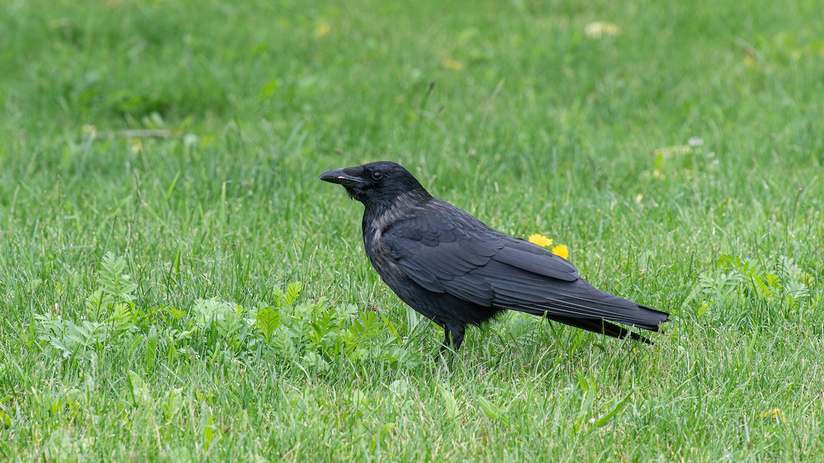 Carrion/Hooded Crow - Tianhao Zhang