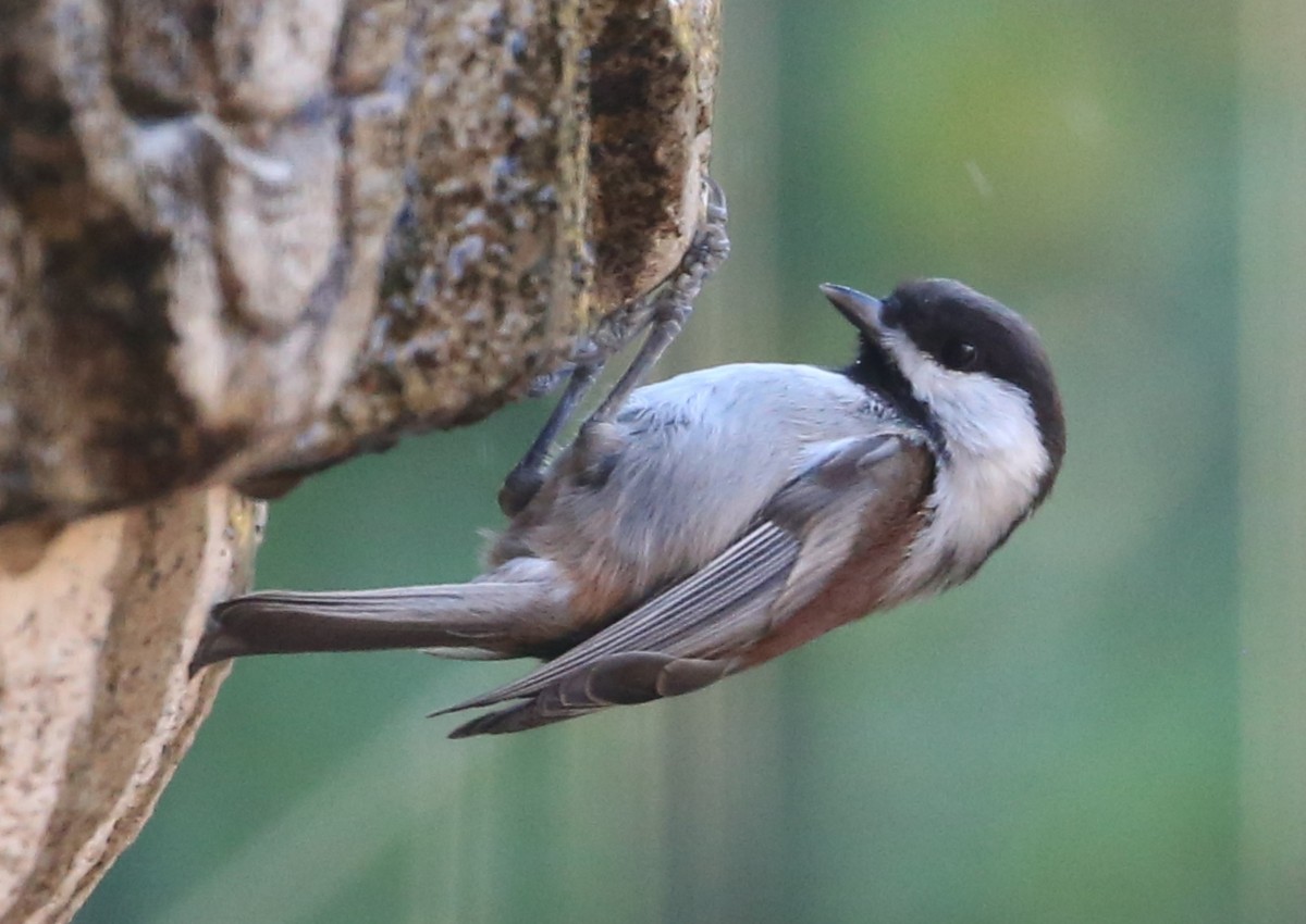 Chestnut-backed Chickadee - ML620262614